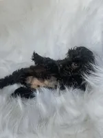 Maurice , a male Yorkshire Terrier and Poodle - Miniature  for sale in Albany, NY – 2 of 2