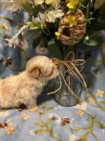 Ren, a female Morkie for sale in Albany, NY – Photo 2 of 2