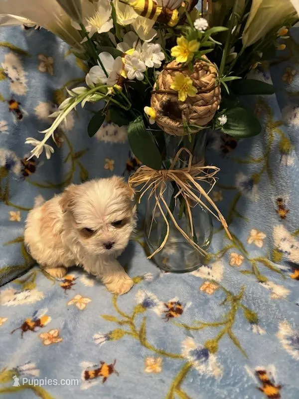 Ren – Morkie puppy for sale in Albany, NY