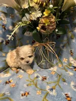 Ren, a female Morkie for sale in Albany, NY – Photo 1 of 2