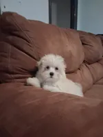 zoie , a female Maltipoo for sale in Albany, NY – 2 of 5