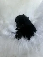 lyla , a female Yorkshire Terrier and Poodle - Miniature  for sale in Albany, NY – 2 of 2