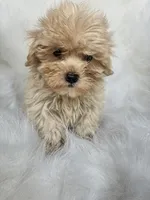 zoie , a female Maltipoo for sale in Albany, NY – 2 of 3