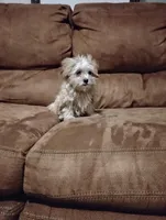 opal, a female Morkie for sale in Albany, NY – Photo 2 of 2