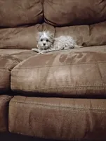 opal, a female Morkie for sale in Albany, NY – Photo 1 of 2