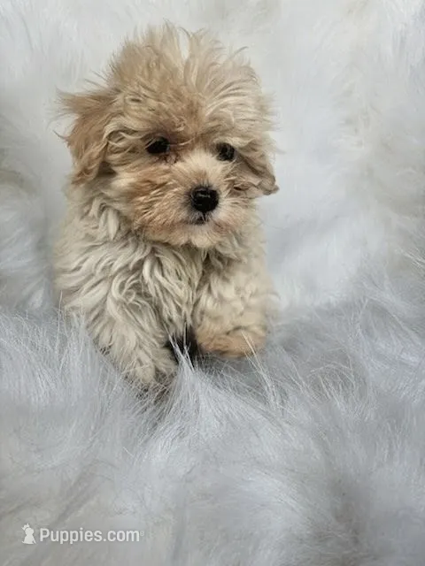 zoie  – Maltipoo puppy for sale in Albany, NY