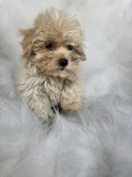 zoie , a female Maltipoo for sale in Albany, NY – 1 of 3