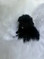 lyla , a female Yorkshire Terrier and Poodle - Miniature  for sale in Albany, NY – 1 of 2