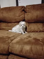 oliver , a male Morkie for sale in Albany, NY – Photo 2 of 2