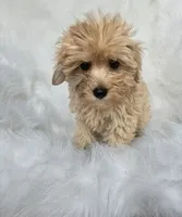 Jade , a female Maltipoo for sale in Albany, NY – 3 of 3