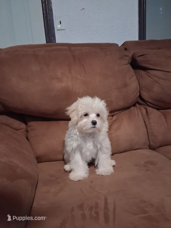 zoie  – Maltipoo puppy for sale in Albany, NY