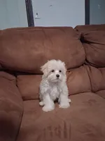 zoie , a female Maltipoo for sale in Albany, NY – 1 of 5