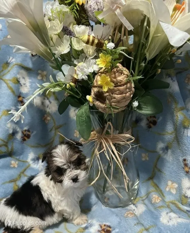 Paisley  – Morkie puppy for sale in Albany, NY