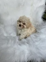 zoie , a female Maltipoo for sale in Albany, NY – 3 of 3