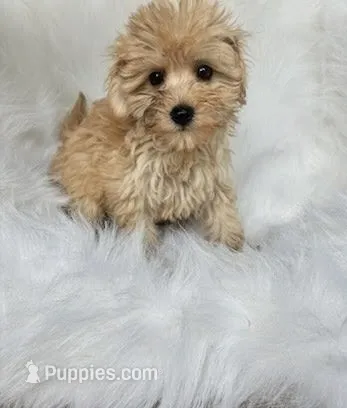 Jade  – Maltipoo puppy for sale in Albany, NY