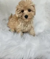 Jade , a female Maltipoo for sale in Albany, NY – 1 of 3