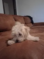 Jade , a female Maltipoo for sale in Albany, NY – 2 of 5