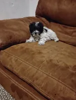 Oscar , a male Morkie for sale in Albany, NY – Photo 1 of 2