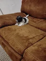 Oscar , a male Morkie for sale in Albany, NY – Photo 2 of 2