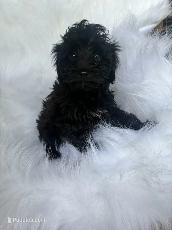 Maurice  – Yorkshire Terrier, Poodle - Miniature  puppy for sale in Albany, NY