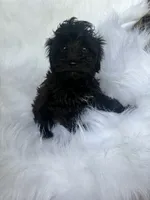 Maurice , a male Yorkshire Terrier and Poodle - Miniature  for sale in Albany, NY – 1 of 2