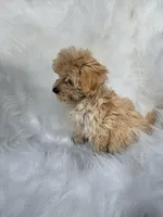 Jade , a female Maltipoo for sale in Albany, NY – 2 of 3