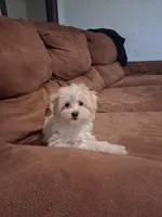 Jade , a female Maltipoo for sale in Albany, NY – 1 of 5