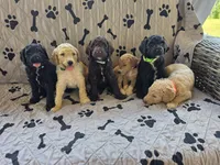 Greg, a male Poodle - Standard  for sale in Benton, AR – 8 of 9