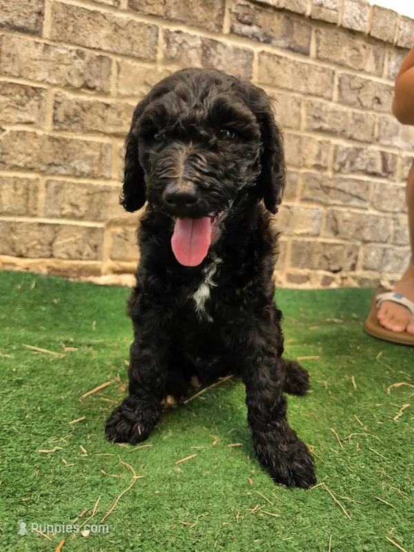 Greg – Poodle - Standard  puppy for sale in Benton, AR