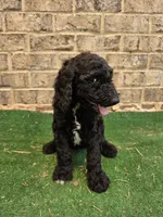 Timmy , a male Poodle - Standard  for sale in Benton, AR – 8 of 10