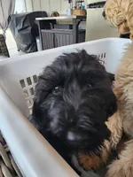 ROSE, a female Sheepadoodle for sale in Benton, AR – 9 of 10