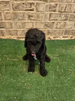 Timmy , a male Poodle - Standard  for sale in Benton, AR – 3 of 10