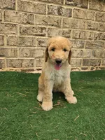 Jewel , a female Poodle - Standard  for sale in Benton, AR – 3 of 9