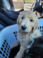 Violet, a female Sheepadoodle for sale in Benton, AR – Photo 8 of 10