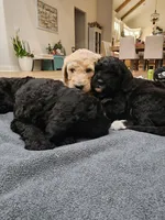 Violet, a female Sheepadoodle for sale in Benton, AR – Photo 2 of 10