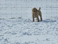 Violet, a female Sheepadoodle for sale in Benton, AR – Photo 10 of 10