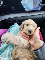 Violet, a female Sheepadoodle for sale in Benton, AR – Photo 3 of 10