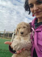 Violet, a female Sheepadoodle for sale in Benton, AR – Photo 5 of 10