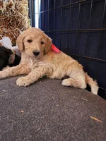 Violet, a female Sheepadoodle for sale in Benton, AR – Photo 1 of 10