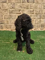 Timmy , a male Poodle - Standard  for sale in Benton, AR – 6 of 10
