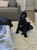 ROSE, a female Sheepadoodle for sale in Benton, AR – 2 of 10