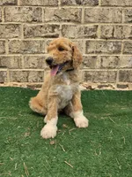Minimums, a male Poodle - Standard  for sale in Benton, AR – 2 of 10