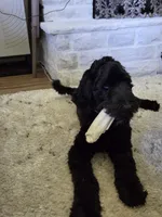 ROSE, a female Sheepadoodle for sale in Benton, AR – 6 of 10