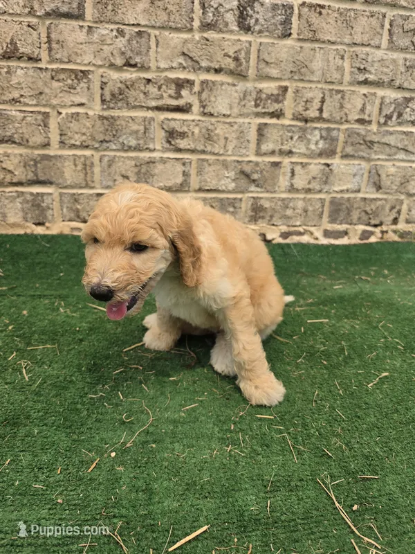 Jewel  – Poodle - Standard  puppy for sale in Benton, AR