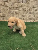 Jewel , a female Poodle - Standard  for sale in Benton, AR – 1 of 9