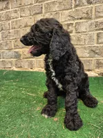 Timmy , a male Poodle - Standard  for sale in Benton, AR – 5 of 10