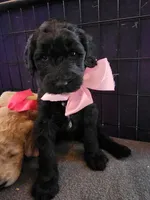 Rose, a female Sheepadoodle for sale in Benton, AR – Photo 1 of 8