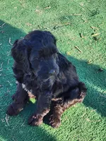 Rose, a female Sheepadoodle for sale in Benton, AR – Photo 6 of 8