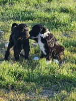 Rose, a female Sheepadoodle for sale in Benton, AR – Photo 5 of 8