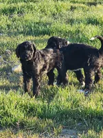 Rose, a female Sheepadoodle for sale in Benton, AR – Photo 4 of 8